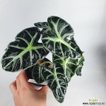 하트거북알로카시아 알로카시아 희귀종 사진상품발송 H-027 공기정화식물