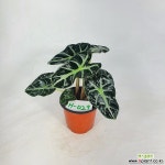 하트거북알로카시아 알로카시아 희귀종 사진상품발송 H-029 한빛농원 공기정화식물