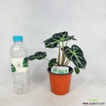 하트거북알로카시아 알로카시아 희귀종 사진상품발송 H-029 한빛농원 공기정화식물