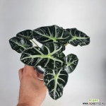 하트거북알로카시아 알로카시아 희귀종 사진상품발송 H-029 한빛농원 공기정화식물