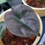 알로카시아레드시크릿 공기정화식물