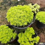 황금세덤 10센티 월동가능 야생화