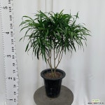자바 90cm 야생화