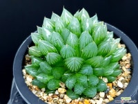 병천옵투사 18- 하월시아