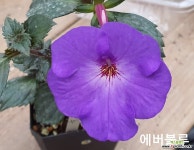 에버블루(아키메네스) 초본류