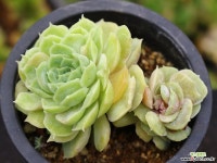 온슬로우금 군생 S8196 다육금