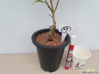 금엽일휴(무늬동백/27)-동일품배송 야생화