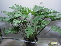 킹셀럼 킹셀륨 14번-3촉-높이 약70센치-실내식물-동일품배송 공기정화식물