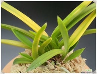 금루각호 완성분 풍란 부귀란(명품관)