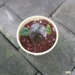 알로카시아 레드시크릿 소품 10~25cm 249 공기정화식물