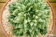 돌기마리아금대형종 0811-239 다육금