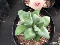 신동 67 다육식물