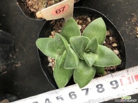 신동 67 다육식물