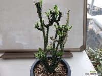 청죽백금5697 다육금