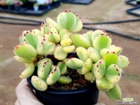 웅동자금 72-385 다육식물