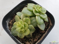 누다금5723 다육금