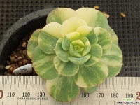 니크셔나금 3 다육금