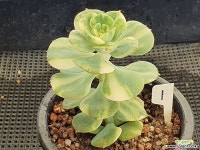 니크셔나금 1 다육금