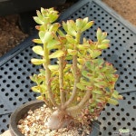 철화풀린 구미리(305) 다육식물