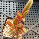 홍페페(258)단독배송안되요! 다육식물
