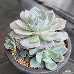 양로 1769 다육식물