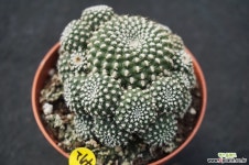 472 보산 선인장