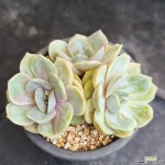 블루서프라이즈 1850 다육식물