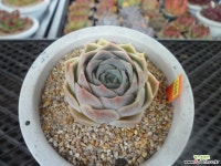 플뢰르블랑8-1638 다육식물