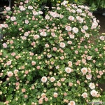 함박국화( 15센치) 가든맘   새로입고 공기정화식물