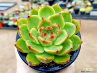 로즈가넷(대) 75-289 다육식물