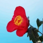 동백 종엽춘 분재