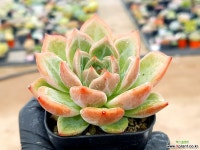 샬롯 29-420 다육식물