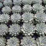 원종자라고사 국민다육 반려식물 다육식물