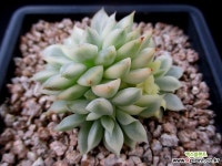 메비나금 8-742 다육금