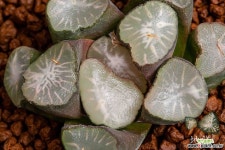 헬리오스(Helios)-06-11-No.3638 하월시아