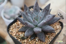 웅구아쿨라타239 다육식물