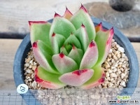 에보니스페셜67 다육식물