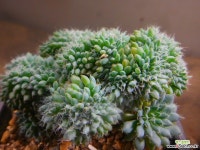 룬데리철화 822-1133 다육철화