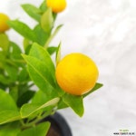 유주 나무 ( 금귤 낑깡 귤나무 ) 과실열매류