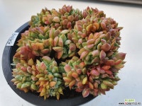 라밀라떼철화5899 다육철화