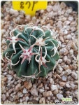 광자능파 실생(Echinocactus texensis) 선인장