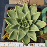 마리아 다육식물