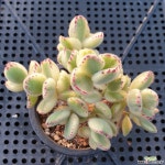 웅동자금(236) 다육식물