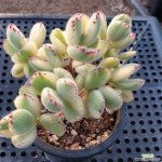 웅동자금(236) 다육식물