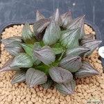 아트로푸스카 뿌리무 0825-21 하월시아