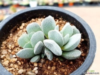 텍튬 31-117 다육식물