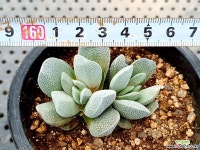 텍튬 31-117 다육식물