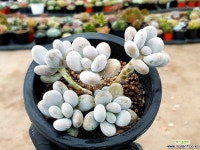 문스톤 31-228 다육식물