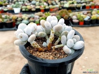 문스톤 31-228 다육식물