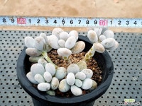 문스톤 31-228 다육식물